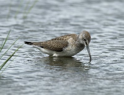 Tringa nebularia, Greenshank, Gluttsnppa