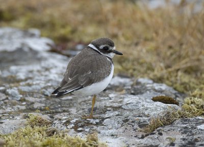 Charadrius hiaticula, Common Ringed plover, Strre strandpipare