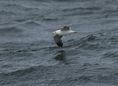 Larus fuscus, Lesser Black-backed Gull, Silltrut