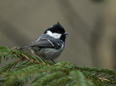 Coal tit, Svartmes