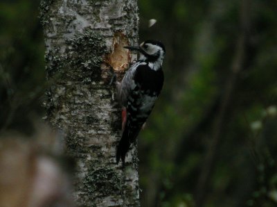 White backed woodpecker Vitryggig hackspett