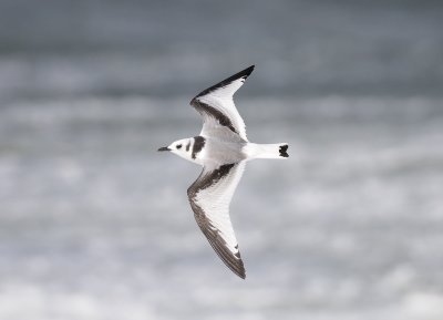 Rissa tridactyla, Black-legged Kittiwake, Tretig ms