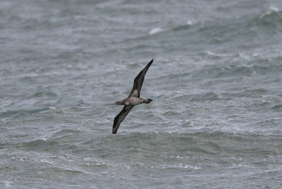 Seabirds, Havsfglar