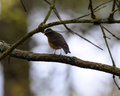 Tarsiger cyanurus, Red flanked bluetail, Blåstjärt