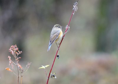 Tarsiger cyanurus, Red flanked bluetail, Blåstjärt