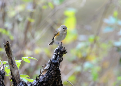 Tarsiger cyanurus, Red flanked bluetail, Blåstjärt