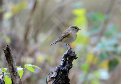 Tarsiger cyanurus, Red flanked bluetail, Blåstjärt