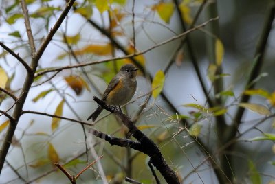 Tarsiger cyanurus,Red flanked bluetail, Blåstjärt