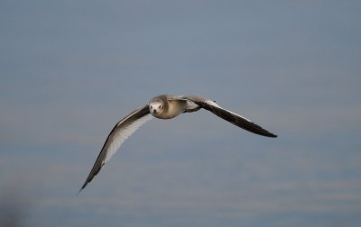Larus sabini, Sabines Gull, Tärnmås