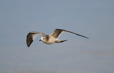 Larus sabini, Sabines Gull, Tärnmås