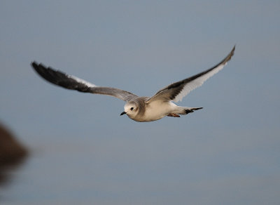 Larus sabini, Sabines Gull, Tärnmås