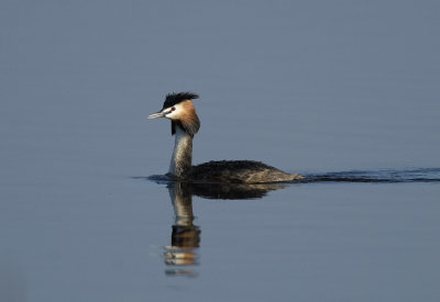 Great crested grebe, Skggdopping