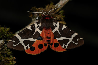 Arctia caja, Garden tiger moth, Bjrnspinnare