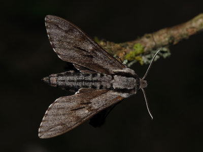 Hyloicus pinastri, Pine Hawk-moth, Tallsvrmare
