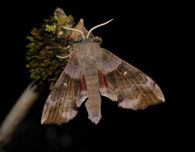 Laothoe populi, Poplar Hawk-moth, Poppelsvrmare