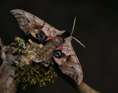 Smerinthus ocellatus, Eyed hawk-moths, Videsvrmare