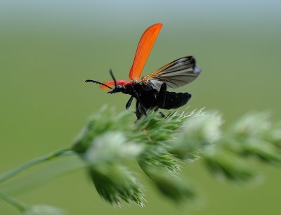 Beetles, Skalbaggar