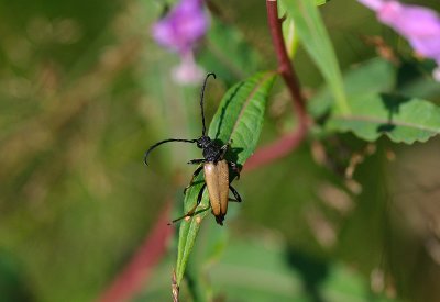(Stictoleptura rubra) Red Longhorn Beetle, Gulrd blombock