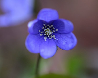 Hepatica nobilis, Blsippa