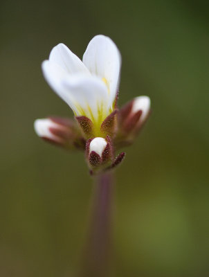 Saxifraga granulata, Mandelblomma