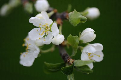Prunus domestica ssp, Plommonblommor