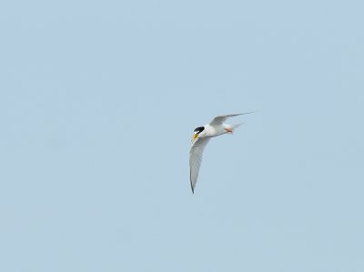 Sternula albifrons, Little Tern, Smtrna