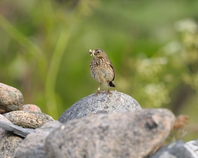 Antus petrosus, Rock Pipit Skrpiplrka