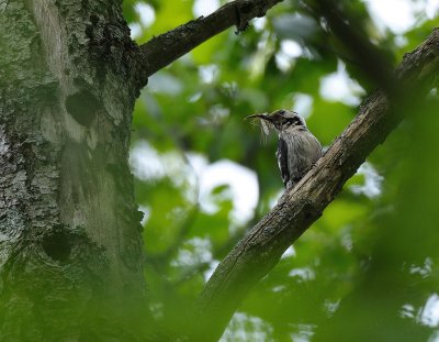 Dendrocopos minor, Lesser Spotted Woodpecker, Mindre hackspett