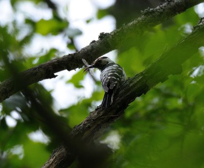 Dendrocopos minor, Lesser Spotted Woodpecker, Mindre hackspett