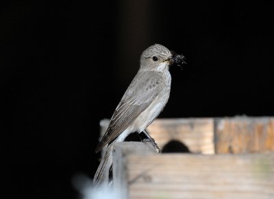 Muscicapa striata, Spotted Flycatcher, Gr flugsnappare