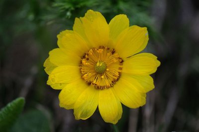 Adonis vernalis, Vradonis, (Arontorpsros)