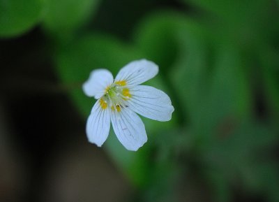 Oxalidaceae acetosella, Harsyra