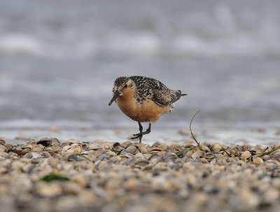 Calidris canutus, Red Knot, Kustsnppa