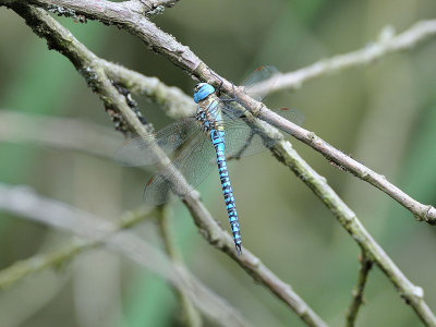 Aeshna affinis, Blue-eyed Hawker