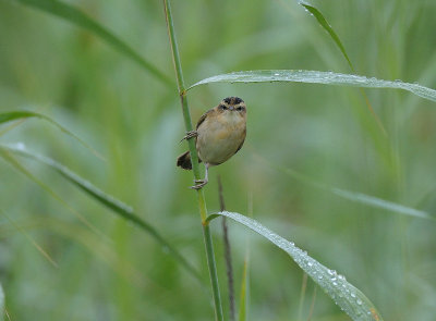 Warblers, Sngare