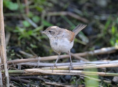 Sylvia communis, Common Whitethroat, Trnsngare