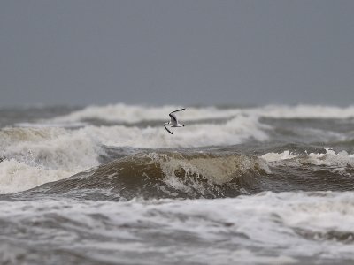 Rissa tridactyla, Black-legged Kittiwake, Tretig ms