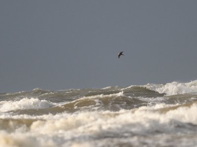 Stercorarius pomarinus, Pomarine Jaeger, Bredstjrtad labb