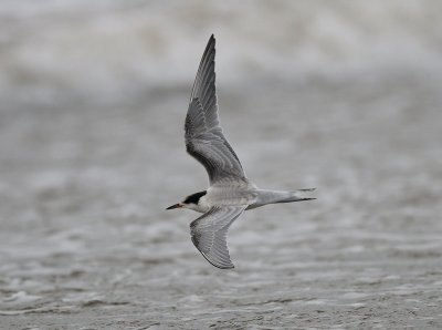 Sterna hirundo, Common Tern, Fisktrna