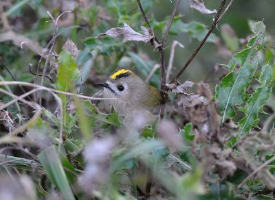 Regulus regulus, Goldcrest, Kunsfgel