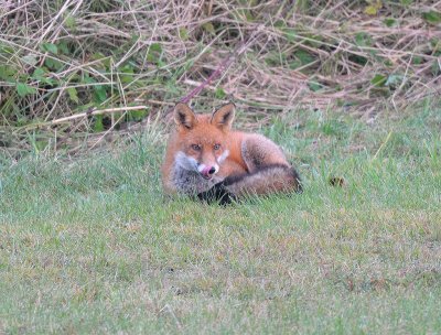 Vulpes vulpes, Red fox, Rdrv