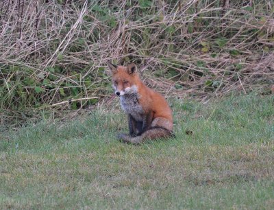 Vulpes vulpes, Red fox, Rdrv