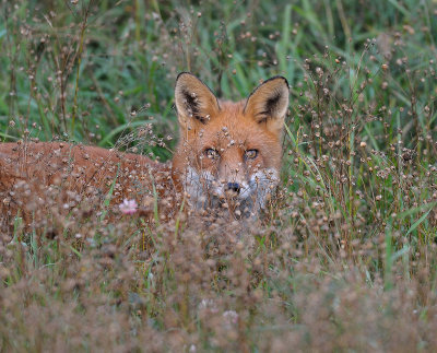 Vulpes vulpes, Red fox, Rdrv