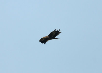 Aquila nipalensis, Steppe Eagle, Stpprn
