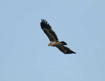 Aquila nipalensis, Steppe Eagle Stpprn