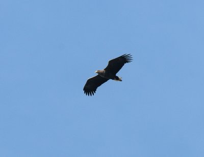 Haliaeetus albicilla, White-tailed Eagle, Havsrn