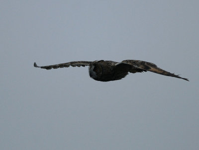 Asio otus, Long-eared Owl, Hornuggla