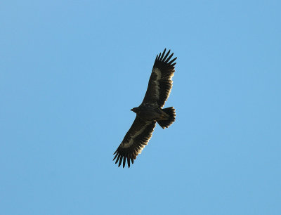 Aquila nipalensis