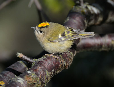 Regulus regulus, Goldcrest, Kungsfgel