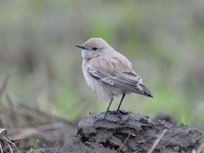 Oenanthe deserti, Desert Wheatear, kenstenskvtta